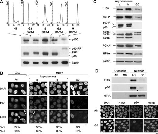 Fig. 1. G0 regulation of chromatin assembly factor (CAF)-1 and its partners. A, Western blot analysis of CAF-1 p150 and p60 in total cell extracts from nontreated asynchronous (NT) and synchronized HeLa cells arrested in G1, S, G2 (double thymidine block), and M (nocodazole). In each case, a lysate corresponding to 105 cells was loaded. βactin was used as loading control. The corresponding fluorescence-activated cell sorter profiles are shown above. B, expression of CAF-1 p150 and p60 subunits revealed by immunofluorescence in asynchronous HeLa cells (As.) and in MCF7 cells. MCF7 cells are untreated (a), DMSO treated (b), or blocked in G0 with 10 nm ICI182780 in DMSO for 48 h (G0). S-phase fractions (%S) and percentages of CAF-1 p150 and p60 stained cells (%C) are indicated below. Bar, 10 μm. C, total cell extracts from untreated (a), DMSO treated (b), or G0-blocked MCF7 cells were used in semiquantitative Western blot to analyze the expression of CAF-1 subunits (p150, p60) and CAF-1 partners [antisilencing funtion (ASF)1, proliferating cell nuclear antigen (PCNA), heterochromatin protein (HP)1]. For simplicity, several analyses with similar βactin levels (internal control) are juxtaposed. In each case, a lysate corresponding to 105 cells was loaded. D, top panel, Hir-related factor (HIR)A, CAF-1 p150, and p60 (anti-p60 poly) expression analyzed by Western blot in cytosolic and nuclear extracts from asynchronously proliferating (AS) or G0-blocked (G0) MCF7 cells. Ten μg of proteins were loaded in each case. Bottom panel, HIRA and CAF-1 p60 (anti-p60 poly) expression analyzed by immunofluorescence in asynchronous (AS) or G0-blocked (G0) MCF7 cells. Bar, 10 μm. DAPI, 4′,6-diamidino-2-phenylindole; PCNA, proliferating cell nuclear antigen; NT, nontreated.