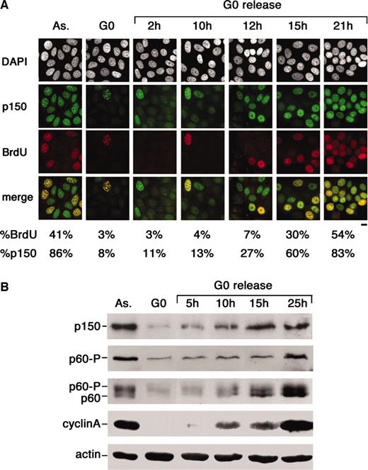 Fig. 3. Expression of chromatin assembly factor (CAF)-1 subunits after G0 release in MCF7 cells. A, CAF-1 p150 expression (mAb7655) and BrdUrd incorporation analyzed by immunofluorescence in MCF7 cells at indicated times after G0 release compared with asynchronous (As.) and G0-arrested cells. Bar, 10 μm. B, total extracts from MCF7 cells made at indicated times after G0 release analyzed by Western blot (105 cells/well) in comparison with As. and G0-arrested cells as indicated. βactin is used as loading control, cyclin A as S-phase marker. DAPI, 4′,6-diamidino-2-phenylindole.