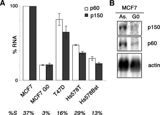 Fig. 4. Chromatin assembly factor (CAF)-1 regulation at the RNA level. p60and p150 RNA levels assessed by quantitative reverse transcription-PCR (A) and Northern blot (B) relative to βactinRNA in total RNA extracts from mammary cell lines. A, graphical representation of quantitative reverse transcription-PCR results showing relative p60 (white) and p150 (black) RNA levels in the indicated cell lines. RNA levels are normalized to βactintranscripts. S-phase fractions according to BrdUrd incorporation are indicated below. B, Northern blot analysis of p60and p150RNA in asynchronously proliferating (As.) and G0-arrested (G0) MCF7 cells. The amount of βactinRNA was used as loading control.