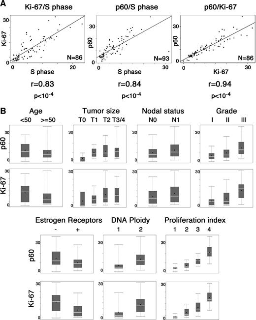 Fig. 6. Chromatin assembly factor (CAF)-1 p60, a proliferation marker in human breast cancer. All statistical analyses were done on data obtained from immunostaining on fine needle aspirates of breast tissue. A, graphical representation of the correlations (Spearman test) between S-phase fraction, the percentages of p60, and Ki-67 positively stained cells. N, number of cases; r, correlation factor. B, boxplot representation of p60 (top) and Ki-67 value distributions (bottom) according to the indicated prognostic factors. The gray box corresponds to the 25th-75th percentile. Brackets, range; black point, mean; white line, median. The DNA ploidy was as follows: diploid (1), aneuploid/multiploid (2). Proliferation index was as follows: very low (1), low (2), moderate (3), and high (4).