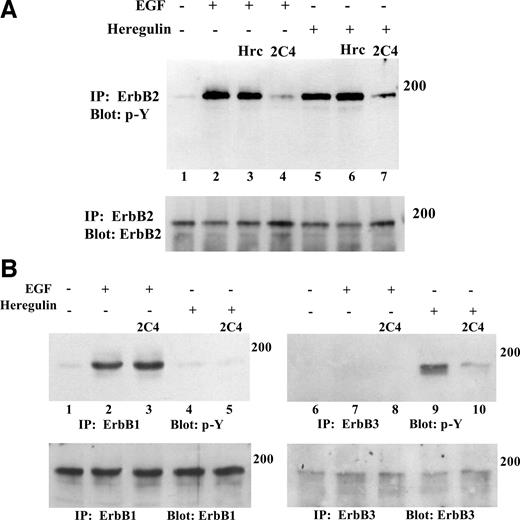 Fig. 1. 2C4 blocks epidermal growth factor- and heregulin-stimulated phosphorylation of ErbB2. Growth factor-starved GEO monolayers were pretreated with or without 20 μg/ml of the monoclonal antibodies Herceptin (Hrc) or 2C4 for 30 min in growth factor-free media and then stimulated for 10 min with 50 ng/ml growth factor as indicated above the lanes. Cells were lysed, and then 250 μg of protein were immunoprecipitated with the indicated antibody, separated by SDS-PAGE, and blotted for anti-phospho-tyrosine (top panels) followed by total ErbB antibody (bottom panels) as described in “Materials and Methods.” Molecular weight markers are indicated to the right of each panel. Data shown are representative of at least two independent experiments.