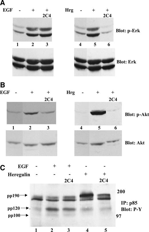 Fig. 2. Epidermal growth factor and heregulin activation of mitogen-activated protein kinase, Akt, and p85 signaling after 2C4 treatment. Growth factor-starved GEO monolayers were pretreated in growth factor-free media with or without monoclonal antibody 2C4 (20 μg/ml) for 30 min and then stimulated for 10 min with 50 ng/ml growth factor as indicated above the lanes. A and B, cells were lysed, and 50 μg of protein were separated by SDS-PAGE and immunoblotted for phospho-extracellular signal-regulated kinase 1/2 (A, top panels) followed by total extracellular signal-regulated kinase 1/2 (A, bottom panels) and phospho-Akt (B, top panels) followed by total Akt (B, bottom panels) as described in “Materials and Methods.” C, 250 μg of protein were immunoprecipitated with anti-p85 phosphatidylinositol 3′-kinase antibody, separated by SDS-PAGE, and blotted for anti-phospho-tyrosine as described in “Materials and Methods.” Molecular weight markers are indicated to the right, and migration positions of phosphoproteins coimmunoprecipitating with p85 are indicated to the left. Data shown are representative of at least two independent experiments.