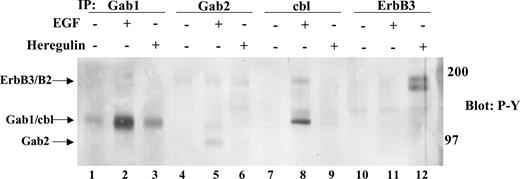 Fig. 3. Phosphorylation of Grb2-associated binder (Gab) 1/Gab2/cbl after epidermal growth factor treatment and ErbB3/Gab1 after heregulin treatment. Quiescent GEO monolayers were stimulated for 10 min with 50 ng/ml growth factor as indicated above the lanes. Cells were lysed, and then 250 μg of protein were immunoprecipitated with the indicated antibody, separated by SDS-PAGE, and blotted for anti-phospho-tyrosine as described in “Materials and Methods.” Molecular weight markers are indicated to the right, and migration positions of specific proteins are indicated to the left. Data shown are representative of three independent experiments.