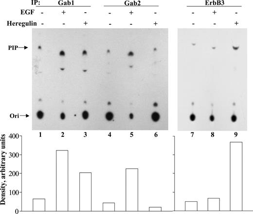 Fig. 4. Phosphatidylinositol 3′-kinase activity is associated with Grb2-associated binder (Gab) 1/Gab2 after epidermal growth factor treatment and ErbB3/Gab1 after heregulin treatment. Quiescent GEO monolayers were stimulated for 10 min with 50 ng/ml growth factor as indicated above the lanes. Cells were lysed, 250 μg of protein were immunoprecipitated with the indicated antibody, and then a phosphatidylinositol 3′-kinase assay was performed as described in “Materials and Methods.” Relative positions of phosphatidylinositol phosphate (PIP) and the origin (Ori) are indicated to the left. Densitometric analysis of the data is shown graphically. Data shown are representative of at least two independent experiments.