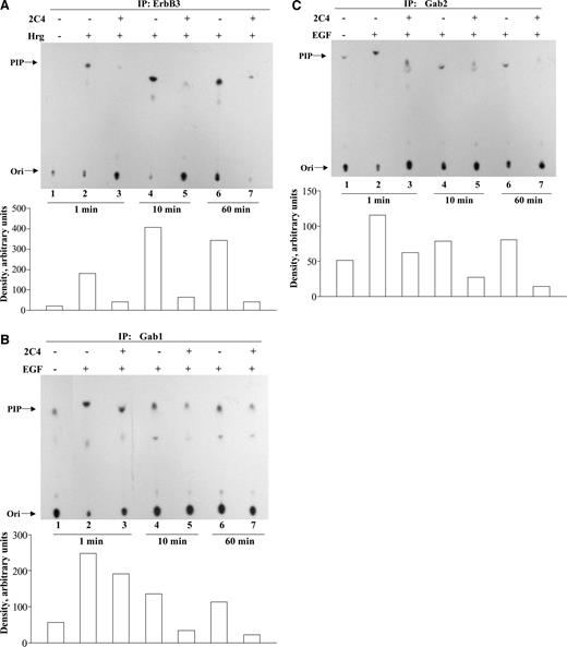 Fig. 5. 2C4 inhibits heregulin- and epidermal growth factor-stimulated phosphatidylinositol 3′-kinase activity. Quiescent GEO monolayers were pretreated in growth factor-free media with or without monoclonal antibody 2C4 (20 μg/ml) for 30 min and then stimulated with 50 ng/ml growth factor as indicated above the lanes. Cells were lysed; 250 μg of protein were immunoprecipitated with ErbB3 (A), Grb2-associated binder (Gab) 1 (B), or Gab2 (C) antibody; and then phosphatidylinositol 3′-kinase assays were performed as described in “Materials and Methods.” Densitometric analysis of the data is shown graphically. Relative positions of phosphatidylinositol phosphate (PIP) and the origin (Ori) are indicated to the left. Data shown are representative of at least two independent experiments.