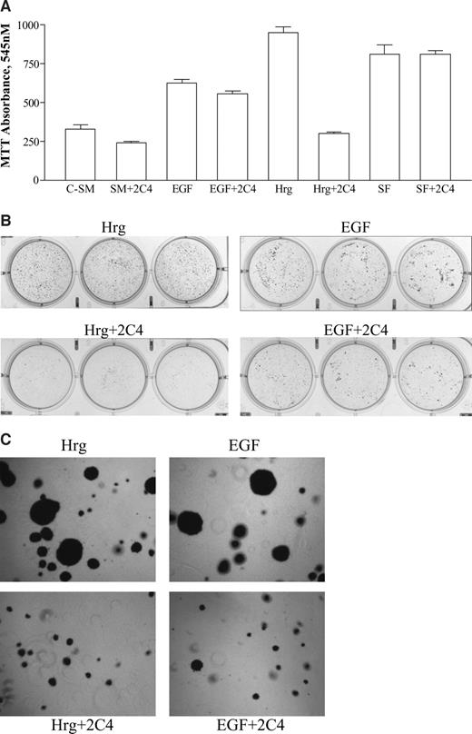 Fig. 6. 2C4 inhibits monolayer and anchorage-independent growth in GEO cells. GEO cells were seeded at 30,000 cells/well in a 24-well plate and allowed to adhere overnight. A, the next day, wells were washed with PBS and then pretreated in growth factor-free media (SM) with or without 20 μg/ml monoclonal antibody 2C4 for 30 min and then stimulated with 50 ng/ml growth factor as indicated below the lanes (Hrg, heregulin; SF, 20 μg/ml insulin, 5 ng/ml epidermal growth factor, and 40 ng/ml transferrin). After 5 days, 3-(4,5-dimethylthiazol-2-yl)-2,5-diphenyltetrazolium bromide assay was performed as described in “Materials and Methods.” Error bars represent SE. Data shown are representative of at least three independent experiments. B and C, 25,000 cells resuspended in 0.4% low melting point agarose were plated on a 0.8% agarose under layer in 6-well plates in triplicate for each treatment group. As indicated, triplicate wells contained epidermal growth factor or heregulin at a final concentration of 50 ng/ml and 2C4 at a final concentration of 20 μg/ml in both the top and bottom layers. Colonies were allowed to form for 8 days and then stained with 1 ml of p-iodonitrotetrazolium violet overnight, and images were captured using AlphaImager. Results shown are representative of two independent experiments.