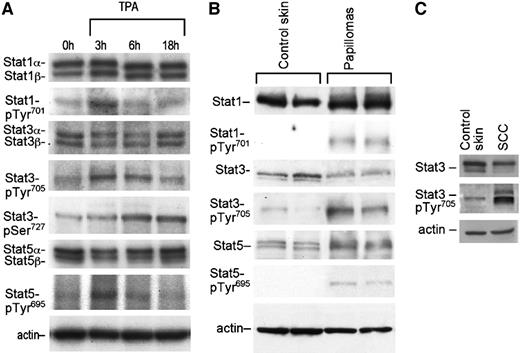 Fig. 1. Activation of Stat1, Stat3, and Stat5 during multistage skin carcinogenesis. Groups of at least three mice received a single topical treatment of 12-O-tetradecanoylphorbol-13-acetate (TPA; 3.4 nmol), and the epidermis was collected at the indicated time points. Skin papillomas and squamous cell carcinomas (SCCs) were generated by using 7,12-dimethylbenz(a)anthracene as the initiator and TPA as the promoter and collected after 20 and 40 weeks of promotion, respectively. Tumors were harvested at least 1 week after TPA treatment. A, Western blot analysis of Stat1, Stat3, and Stat5 (protein and tyrosine phosphorylation level) and also Stat3 serine phosphorylation level; B, Western blot analysis of Stat1, Stat3, and Stat5 (protein and tyrosine phosphorylation level) in lysates from papillomas (pool of three or more/lane) compared with control skin; C, Western blot analysis of Stat3 and tyrosine phosphorylated Stat3 in lysates from SCCs (pool of two SCCs) compared with control skin.