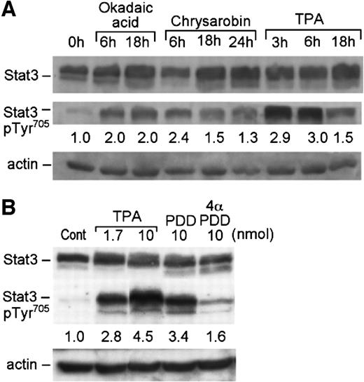 Fig. 2. Activation of epidermal Stat3 by diverse skin tumor promoters. Groups of at least three mice received a single topical treatment of different tumor promoters or 12-O-tetradecanoylphorbol-13-acetate (TPA) analogue as follow: 10 nmol okadaic acid; 220 nmol chrysarobin; 1.7 and 10 nmol TPA; and 10 nmol TPA analogues. Epidermal lysates were prepared at the indicated time points. A, Western blot analysis of Stat3 protein and tyrosine phosphorylation level, with quantitation of the relative level (number below each lane) of phosphorylated Stat3 by densitometry (normalized to Stat3 protein levels); B, level of tyrosine phosphorylated Stat3 after treatment with several phorbol esters [TPA (1.7 and 10 nmol), phorbol-12,13-didecanoate (PDD; 10 nmol), 4-α-PDD (10 nmol)], with quantification of the relative tyrosine-phosphorylated level (number below each lane) of Stat3 by densitometry (normalized to Stat3 protein level).
