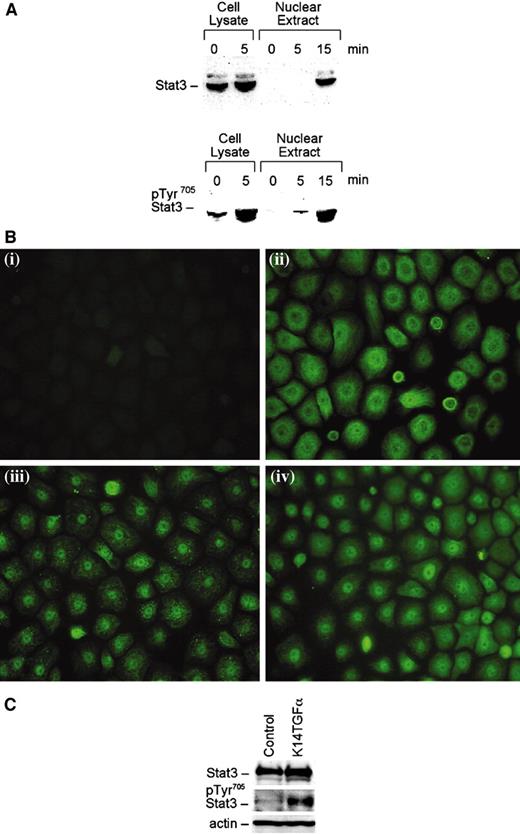 Fig. 3. Epidermal growth factor receptor (EGFR) signaling and Stat3 activation in vitro and in vivo. Primary cultures of mouse keratinocytes were serum starved, stimulated with EGF (100 ng/ml), and collected at various time points as indicated. A, whole cell lysates and nuclear extracts were collected at the times indicated and subjected to Western blot analyses with anti-Stat3 and an anti-pTyr705 Stat3 antibody; B, keratinocytes were treated with EGF and stained with anti-Stat3 antibody followed by a FITC-conjugated secondary antibody. i, control, secondary antibody only; ii, no treatment; iii, treatment with EGF for 5 min; and iv, treatment with EGF for 15 min. C, epidermal lysates were collected from K14.TGFα transgenic mice and subjected to Western blot analysis with either anti-Stat3 or anti-pTyr705 Stat3 antibody.