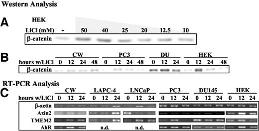 Fig. 2. Testing the effects of lithium chloride (LiCl)-mediated induction of β-catenin protein stability on putative target gene expression. A, HEK-293 cells were treated with various concentrations of LiCl for 24 h. With 40 mm LiCl, cells exhibited greatest β-catenin protein induction with the least visual toxicity. B, cells were treated with 40 mm LiCl for listed time points (hours). DU145 cells necrosed after 48-h incubation at this LiCl concentration; therefore, no protein was available for this time point. Protein at the 0-h time points was collected at the 24-h incubation period. A and B, 5 μg of total protein from RIPA lysates was resolved by 6% SDS-PAGE, transferred to nitrocellulose, and probed for β-catenin by ECL assay. Note that different film exposures to ECL were applied. C, RT-PCR analyses were performed to assess the effects of LiCl on wnt/β-catenin target gene expression. β-Actin and Axin2 mRNA levels were similarly determined as in Fig. 1<$REFLINK>. TMEM2 mRNA expression profiles were acquired for all cells; however, aryl hydrocarbon receptor (AhR) expression was tested only in CWR22-Rv1 (CW), PC3, DU145, and HEK-293 cells. All amplified products were processed as in Fig. 1<$REFLINK>. n.d., not determined.