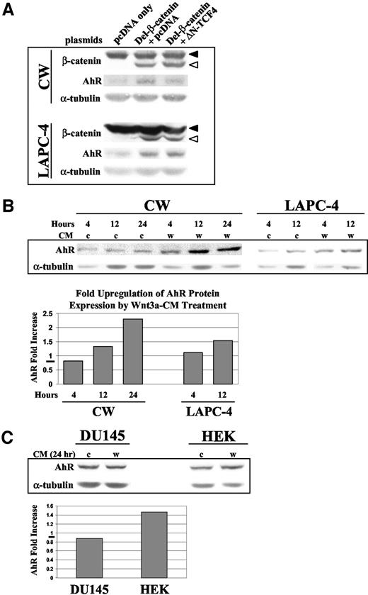 Fig. 4. Analysis of aryl hydrocarbon receptor (AhR) protein expression in response to activated β-catenin. A, CWR22-Rv1 (CW) and LAPC-4 cells were transiently transfected with the following expression vectors for 48 h: 3 μg pcDNA alone, 1.5 μg Del-β-catenin plus 1.5 μg pcDNA, or 1.5 μg Del-β-catenin plus 1.5 μg ΔN-TCF4. Eighty μg of total protein (RIPA lysates) were resolved by 8% SDS-PAGE and transferred to nitrocellulose. Western blots were probed with antibodies to β-catenin, α-tubulin (loading control), and AhR, and then analyzed by ECL. Relative transfection efficiency was monitored by cotransfecting 150 ng of GFP expression plasmid (data not shown). For the β-catenin blots, endogenous and ectopic (Del mutant) β-catenin molecules are denoted with black and white arrowheads, respectively. B (top panel), before cell lysis, CW and LAPC-4 cells were incubated with control conditioned media (CM; c) or wnt3a-CM (w) for the listed time points. Western blots were performed exactly as in A using the same amount of protein (RIPA lysates). Note that, due largely to unequal protein loading in this representative experiment (compare α-tubulin bands), the amount of AhR in certain lanes of both blots (each cell line) was under-represented; therefore, densitometric analyses for each gel are presented (bottom panel). AhR densities were first normalized to corresponding α-tubulin densities and then, for each respective time period, the fold change in normalized AhR protein expression from the control to wnt3a treatment was derived. C, top panel, DU145 and HEK-293 cells were subjected to the same analysis described in B, except that cells were incubated with CM for only one time point of 24 h. LNCaP cells were likewise considered in this part of the study; however, because AhR protein expression was very low in these cells and not induced by wnt3a-CM, the appropriate Western blots were omitted. Densitometric analysis (bottom panel) was performed just as described in B; the graph title is therefore omitted.