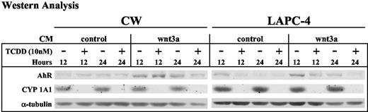 Fig. 6. Testing the degree to which wnt/β-catenin signaling synergizes with and activates aryl hydrocarbon receptor (AhR)-associated transcription. CWR22-Rv1 (CW) and LAPC-4 cells were treated with the listed conditioned media (CM) ± 10 nm 2,3,7,8-tetrachlorodibenzo-p-dioxin (TCDD) for 12 or 24 h, after which RIPA lysates were prepared. Seventy-five μg total protein was resolved on 8% SDS-PAGE, Western-transferred to nitrocellulose, probed for protein expression using the noted antibodies, and processed by ECL analysis. For this representative experiment, it is important to note that, although the amount of AhR protein is lower in the eighth lane compared with the seventh lane, this difference is likely associated with lower protein loading in the eighth lane (compare α-tubulin levels).