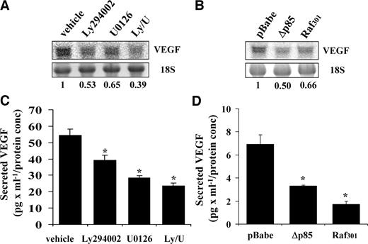 Fig. 4. Suppression of the phosphatidylinositol 3′-kinase/Akt and Raf/mitogen-activated protein kinase kinase/extracellular signal-regulated kinase pathways reduces vascular endothelial growth factor (VEGF) mRNA and protein secretion in 1984-1 cells. A, Northern analysis of 1984-1 cells treated with chemical inhibitors for 16 h. B, Northern analysis of 1984-1 cells expressing genetic inhibitors Δ p85 and Raf301. 18S rRNA is a loading control in A and B. Densitometric readings were corrected for loading and normalized with respect to the control (arbitrary value = 1). C, ELISA assay of secreted VEGF from 1984-1 cells treated with chemical inhibitors for 16 h. D, ELISA assay for secreted VEGF from 1984-1 cells overexpressing Δp85 and Raf301. Results are the mean of three separate measurements and are representative of three independent experiments. Statistically significant differences from control samples are indicated (∗, P < 0.05, Students’ t test).