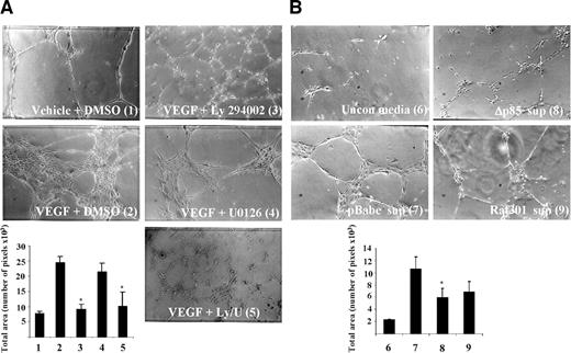 Fig. 6. Inhibition of the phosphatidylinositol 3′-kinase/Akt and Raf/mitogen-activated protein kinase kinase/extracellular signal-regulated kinase pathways reduces tube formation by endothelial cells. A, human umbilical vein endothelial cells were plated on a Matrigel matrix and stimulated with 50 ng/ml vascular endothelial growth factor in the presence or absence of chemical inhibitors as indicated. B, stimulation of tube formation by conditioned media from 1984-1, 1984-1-Δp85, and 1984-1-Raf301 cells. Photographs were taken at ×100 after a 20-h incubation at 37°C. Tube area, expressed as total number of pixels, is an average ± SD of three random fields. Student’s t test (∗, P < 0.05) was used to determine significance of the differences. Results are representative of three independent experiments.