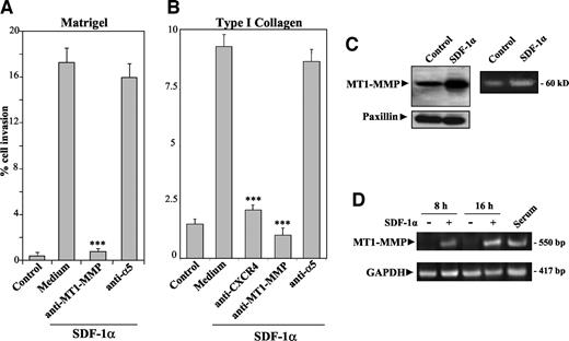 Fig. 2. Role of membrane type-1 matrix metalloproteinase (MT1-MMP) on stromal cell-derived factor-1α (SDF-1α)-stimulated melanoma cell invasion. SDF-1α-promoted invasion of BLM cells through Matrigel (A) or type I collagen (B) was assessed in the presence of anti-MT1-MMP LEM-2/15 (10 μg/ml), anti-CXCR4, or control anti-α5 monoclonal antibody or in the absence of antibody (Medium). Control denotes invasion performed in the absence of SDF-1α. The percentage of invasive cells (Y axis) represent the mean ± SD (bars) of five (A) or three (B) independent experiments done in duplicate. ∗∗∗, invasion was significantly inhibited (P < 0.001) according to the Student’s two-tailed t test. C and D, SDF-1α up-regulates MT1-MMP expression and activity on BLM melanoma cells. C, cells were incubated in the absence of serum for 24 h with or without SDF-1α (300 ng/ml). Cells were then lysed, and extracts were subjected to immunoblotting with anti-MT1-MMP monoclonal antibody (left) or to fibrinogenolytic zymography (right). After stripping and blocking, the same blot was reprobed with antipaxillin monoclonal antibody to check for total protein content. D, BLM cells were incubated for the indicated times with or without SDF-1α in the absence of serum or for 16 h with culture medium (Serum). RNA from cell lysates was reverse-transcribed, and PCR amplification of MT1-MMP mRNA was performed with MT1-MMP-specific primers. Also shown is control amplification using glyceraldehyde-3-phosphate dehydrogenase (GAPDH)-specific primers. kD, kilodaltons.