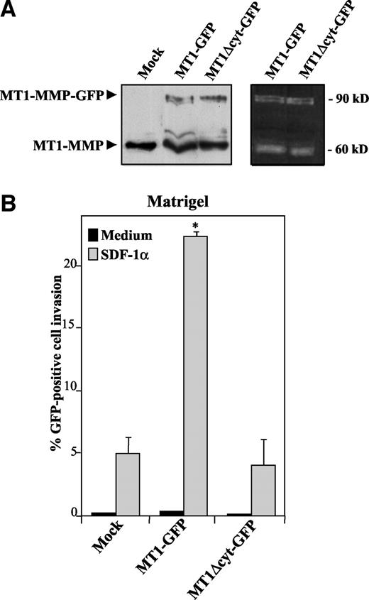 Fig. 3. Enhancement in membrane type-1 matrix metalloproteinase (MT1-MMP) expression results in up-regulation of stromal cell-derived factor-1α-promoted melanoma cell invasion. A, BLM cells were transfected with expression vectors coding for green fluorescent protein (GFP)-fused full-length wild-type MT1-MMP (MT1-GFP), truncated MT1-MMP lacking the cytoplasmic domain (MT1Δcyt-GFP), or GFP alone (Mock). Expression and enzymatic activity of fusion proteins were checked in transfected cell lysates by immunoblotting with anti-MT1-MMP monoclonal antibody (left) and by fibrinogenolytic zymography (right), respectively. kD, kilodaltons. B, the same transfectants were subjected to Matrigel invasion assays in the presence of stromal cell-derived factor-1α (SDF-1α; ) or medium alone (Control; ▪). Invasive GFP-positive cells were counted under a fluorescence microscope, and the percentage of invasive cells (Y axis) represents the mean ± SD (bars) of two independent experiments done in duplicate. ∗, invasion was significantly stimulated with respect to Mock transfectants (P < 0.05), according to the Student’s two-tailed t test.