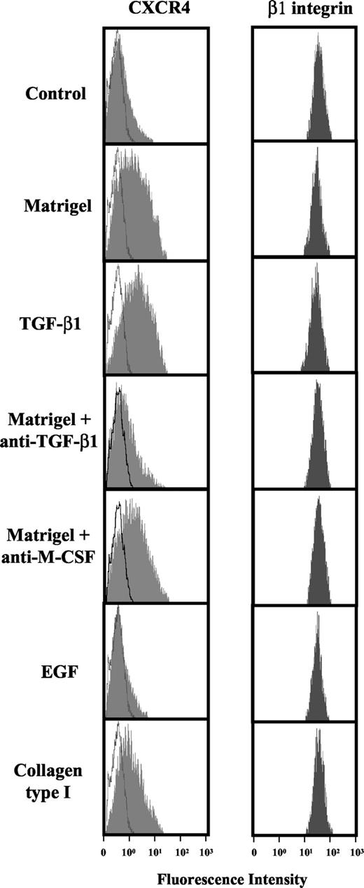 Fig. 4. Melanoma cell exposure to Matrigel up-regulates CXCR4 expression. BLM cells were resuspended in serum-free DMEM and cultured for 20 h in this medium alone (Control); in plates coated with Matrigel (0.4 μg/mm2) in the absence (Matrigel) or presence of anti-transforming growth factor-β1 antibody (Matrigel + anti-TGF-β1) or control antimacrophage colony-stimulating factor antibody (Matrigel + anti-M-CSF; 30 μg/ml), or with type I collagen (Collagen type I; 0.12 μg/mm2), or were incubated in the presence of transforming growth factor-β1 (TGF-β1; 2.25 ng/ml) or epidermal growth factor (EGF; 0.6 ng/ml). After incubation, cells were detached, washed, and incubated with anti-CXCR4 or Lia 1/2.1 anti-β1-integrin (10 μg/ml; shaded curves) monoclonal antibody or with control P3X63 (10 μg/ml; unshaded curves) monoclonal antibody, followed by incubation with FITC-conjugated secondary antibody and analysis by flow cytometry.