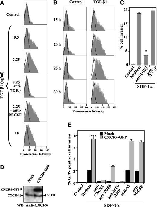 Fig. 5. Transforming growth factor-β1 (TGF-β1) controls CXCR4 expression on melanoma cells: role in stromal cell-derived factor-1α (SDF-1α)-dependent invasion. A, BLM cells were kept in serum-free DMEM (incubation medium) for 24 h with the indicated concentrations of TGF-β1 in the absence or in the presence of anti-TGF-β or control antimacrophage colony-stimulating factor (anti-M-CSF) antibodies. CXCR4 expression on cell surfaces was analyzed by flow cytometry using anti-CXCR4 (shaded) or control P3X63 (unshaded) monoclonal antibody. B, BLM cells were incubated for the indicated times in incubation medium with or without (Control) TGF-β1 (2.25 ng/ml), followed by analysis of CXCR4 expression by flow cytometry as above. C, BLM cells were subjected to Matrigel invasion assays in response to SDF-1α or medium alone (Control) in the presence or absence of anti-TGF-β or control anti-M-CSF antibodies. D, BLM cells were transfected with vectors coding for CXCR4-green fluorescent protein (CXCR4-GFP) or GFP alone (Mock), and cell lysates were analyzed by immunoblotting with anti-CXCR4–01 monoclonal antibody. E, the same transfectants were subjected to Matrigel invasion assays in medium alone (Control) or with SDF-1α in the absence (Medium) or presence or of anti-CXCR4, anti-TGF-β, antimembrane type-1 matrix metalloproteinase (anti-MT1-MMP), or control anti-α5 or anti-M-CSF antibodies. Percentage of invasive cells (Y axis) represents the mean ± SD (bars) of two independent experiments for each panel done in duplicate. In C, invasion was significantly inhibited (∗, P < 0.05), and in E invasion was significantly stimulated with respect to mock transfectants (∗∗∗, P < 0.001), according to the Student’s two-tailed t test. WB, Western blotting; kD, kilodaltons.