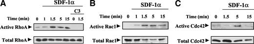 Fig. 6. Stromal cell-derived factor-1α (SDF-1α) activates RhoA, Rac1, and Cdc42 on BLM melanoma cells. For RhoA (A), BLM cells were first exposed to C3 exozyme (50 μg/ml for 16 h) or serum-free DMEM alone. Cells were incubated for the indicated times in the presence or absence of SDF-1α, followed by solubilization and incubation of cell extracts with glutathione-agarose-bound GST-C21 to detect active RhoA or with GST-PAK-CD for active Rac1 and Cdc42 (B and C, respectively). After elution in Laemmli sample buffer, bound RhoA, Rac1, and Cdc42 were analyzed by Western blotting using anti-RhoA, anti-Rac1, or anti-Cdc42 monoclonal antibody. Aliquots from each lysate were kept aside for measurement of total protein.