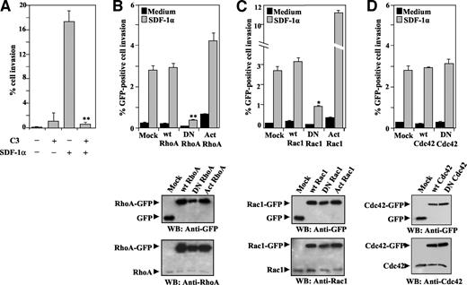 Fig. 7. Role of stromal cell-derived factor-1α (SDF-1α)-triggered RhoA and Rac1 activation on BLM melanoma cell invasion. A, BLM cells were subjected to invasion assays across Matrigel in the presence of SDF-1α (300 ng/ml) or medium alone, in the absence (−) or in the presence (+) of C3 transferase (50 μg/ml). The percentage of cell invasion (Y axis) was determined as in Fig. 1<$REFLINK>. B–D, BLM cells were transfected with expression vectors coding for the wild-type (wt), dominant-negative (DN), or active (Act) forms of RhoA-, Rac1-, or Cdc42-green fluorescent protein (GFP) fusion proteins or with GFP alone (Mock). Two days after transfection, 3 × 104 cells/condition were subjected to Matrigel invasion assays in the presence of SDF-1α or medium alone (Control); only invasive GFP-positive cells were counted by fluorescence microscopy. The rest of the cells (106/condition) were lysed to assess expression of fusion proteins by immunoblotting with anti-RhoA, anti-Rac1, anti-Cdc42, or anti-GFP monoclonal antibody. The percentage of invasive cells (Y axis) represents the mean ± SD (bars) of at least three independent experiments done in duplicate for each panel. Results of analysis with the Student’s two-tailed t test to determine whether invasion was significantly inhibited were as follows: ∗∗, P < 0.01; ∗, P < 0.05. WB, Western blotting.