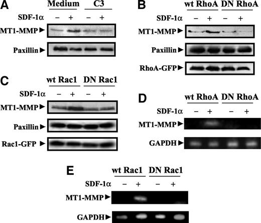Fig. 8. Role of stromal cell-derived factor-1α (SDF-1α)-promoted RhoA and Rac1 activation on membrane type-1 matrix metalloproteinase (MT1-MMP) expression on melanoma cells. A, BLM cells were treated for 24 h with C3 transferase or in serum-free DMEM alone in the absence (−) or presence (+) of SDF-1α (300 ng/ml). B–E, BLM cells were transfected with expression vectors coding for wild-type (wt) or dominant-negative (DN) RhoA- or Rac1-green fluorescent protein (GFP) fusion proteins, and 2 days after transfection cells were incubated for 24 h (B and C) or 16 h (D and E) with (+) or without (−) SDF-1α. After incubation with this chemokine, cells were lysed, and extracts were subjected to immunoblotting with anti-MT1-MMP monoclonal antibody. After stripping and blocking, the same blots were reprobed with antipaxillin (A, B, and C) or anti-RhoA (B) or anti-Rac1 mAb to check for total protein content. RNA from cell lysates was reverse-transcribed, and amplification of MT1-MMP mRNA was performed by PCR using MT1-MMP-specific primers (D and E). Also shown is control amplification using glyceraldehyde-3-phosphate dehydrogenase (GAPDH)-specific primers.