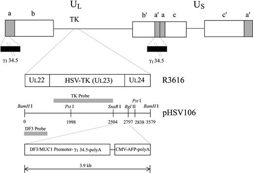 Fig. 1. Schematic diagrams and Southern blot analysis of DF3γ34.5. The UL23 gene encodes Herpes simplex virus (HSV)-1 thymidine kinase (TK). The γ134.5 genes are disrupted in the HSV-1 mutant R3616. pHSV106 contains the UL23 gene as well as sequences from flanking genes UL22 and UL24. A 3.9-kb expression cassette containing the γ134.5 gene regulated by the DF3 promoter and the gene encoding the autofluorescence protein (AFP) marker regulated by a cytomegalovirus (CMV) promoter was subcloned into a SnaBI-BglII deletion from pHSV106. DF3γ34.5 is the product of homologous recombination between this plasmid and R3616.