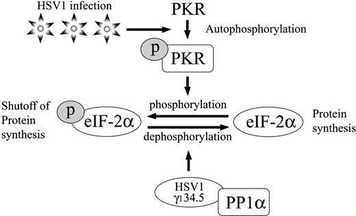 Fig. 2. Elongation initiation factor 2α (eIF-2α) dephosphorylation in Herpes simplex virus-1 (HSV1)-infected cells. In response to viral double-strand RNA, protein kinase R (PKR) is activated by autophosphorylation. Activated PKR phosphorylates eIF-2α, which inhibits initiation of protein translation within the cell and in turn inhibits viral replication. HSV-1 γ134.5 interacts with cellular protein phosphatase-1α (PP1α) to dephosphorylate eIF-2α, thus allowing continued protein synthesis.