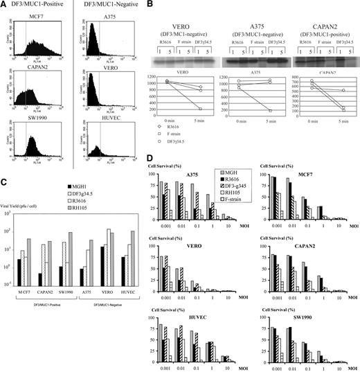 Fig. 3. Herpes simplex virus-1 (HSV-1) replication in cells that differ in expression of DF3/MUC1. A, fluorescence-activated cell-sorting analysis of DF3/MUC1 expression in carcinoma cell lines demonstrates that MCF-7 (breast carcinoma), CAPAN2 (pancreas carcinoma), and SW1990 (colon carcinoma) express DF3/MUC1, whereas A375 (melanoma), Vero (normal kidney cells), and human umbilical vascular endothelial cells (HUVEC; normal endothelial cells) do not. B, lysates prepared from cells infected with HSV-1 mutants were reacted with 32P-labeled elongation initiation factor 2α (eIF-2α). The decrease in intensity of the eIF-2α band after 5 min of reaction time (relative to time 1 min) is proportional to eIF-2α dephosphorylation activity in the lysate. C, HSV-1 replication was assessed in three DF3/MUC1-positive and three DF3/MUC1-negative cell lines by use of a single-step replication assay. D, cytotoxicity induced by DF3γ34.5, RH105, MGH1, and R3616 was assessed in vitro. The cells in the left-hand column (A375, Vero, and HUVEC) are DF3/MUC1-negative. The cells in the right-hand column (MCF-7, CAPAN2, and SW1990) are DF3/MUC1-positive.