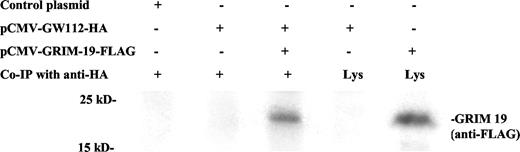 Fig. 2. In vivo coimmunoprecipitation of GW112 and GRIM-19 genes. Lane 1, pCMV-Tag-2B blank plasmid transfection, immunoprecipitation (IP) with antihemagglutin (HA) antibody; Lane 2, pCMV-GW112-HA alone, IP with anti-HA antibody; Lane 3, cotransfection of pCMV-GRIM-19-flag and pCMV-GW112-HA, IP with anti-HA antibody, Lane 4, pCMV-GW112-HA transfected cell lysate; Lane 5, pCMV-GRIM-19 transfected cell lysate.