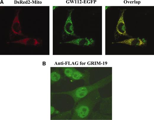 Fig. 3. Intracellular localization of GW112 and GRIM-19. A, localization of GW112 to the mitochondria and the nucleus. A plasmid encoding a mitochondria-targeted dsRed2 gene (pDsRed2-mito) and a plasmid encoding a GFP-GW112 fusion protein (pGW112-EGFP) were cotransfected into HeLa cells. GW112 (green) clearly colocalizes with pDsRed2-mito (red). In addition, there was clear distribution of GW112 in the nucleus. B, localization of the GRIM-19 protein to the nucleus and mitochondria, and so forth. A, FLAG-tagged GRIM-19 gene was transduced into HeLa cells, and the location of the GRIM-19 protein was tracked by immunohistochemical staining with an FITC-labeled antibody against the FLAG tag.