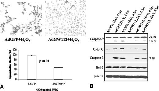 Fig. 4. Attenuation of H2O2-induced apoptosis by GW112. A, terminal deoxynucleotidyl transferase-mediated nick end labeling evaluation of apoptosis. Top panels, photomicrographs of terminal deoxynucleotidyl transferase-mediated nick end labeling-stained, AdGFP- and AdGW112-infected cells that had been treated with 0.8 mm H2O2. Those cells with strong, dark nuclear stain were apoptotic. Bottom panel, quantitative analysis of apoptosis; bars, ±SD. Student’s t test was used to determine P. See text for details. B, Western blot analysis of apoptotic proteins in H2O2 treated SVEC cells. For caspase-9, the 49-kDa band is the intact form and the 35-kDa band is the cleaved form. For caspas-3, the 17-kDa band is the cleaved form. Notice the difference (for the cleaved forms) between the AdGFP-infected cells versus AdGW112-infected cells in SVEC cells. No difference was detected on the Bcl-2 expression.