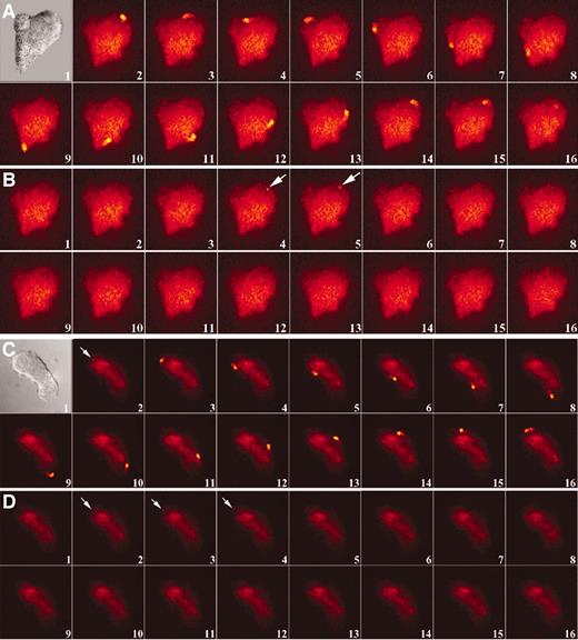 Fig. 4. High-speed imaging reveals Ca2+ waves in HT1080 cells. Micrographs of indo-1-labeled cells were acquired using a 100-ns shutter speed and 30-μs duty cycle. The Ca2+ spikes of Figs. 2<$REFLINK> and 3<$REFLINK> were found to be Ca2+ waves propagating in the perimembrane region of polarized HT1080 cells when viewed using high-speed microscopy. In A, frame 1 shows a differential interference contrast microscopy micrograph of an HT1080 cell. In A, frames 2–16 show a corresponding series of high-speed fluorescence micrographs of this cell. A Ca2+ wave begins at the leading edge of the cell and then propagates in a counterclockwise direction (A, frames 2–16). However, when this same cell was treated with mibefradil (1.5 μm; B), Ca2+ wave propagation was blocked. A brief Ca2+ spark was observed in mibefradil-treated cells (arrow in B, frames 4 and 5). C and D, another cell before (C) and after (D) treatment with Gd3+. A perimembrane Ca2+ wave was observed in the cell before treatment, whereas a dim Ca2+ spark was observed after exposure to Gd3+ (1.5 μm; D, arrows). Consecutive signals are shown in A and B and C and D. In B and D, the Ca2+ sparks soon disappeared (n = 4; ×840).