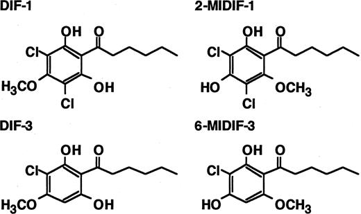Fig. 1. Chemical structure of DIF-analogs. DIF-1, differentiation-inducing factor-1 [1-(3,5-dichloro-2,6-dihydroxy-4-methoxyphenyl)hexan-1-one; DIF-3, differentiation-inducing factor-3 [1-(3-chloro-2,6-dihydroxy-4-methoxyphenyl)hexan-1-one]; 2-MIDIF-1, 2-methoxy isomer of DIF-1; 6-MIDIF-3, 6-methoxy isomer of DIF-3.