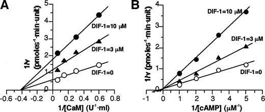 Fig. 4. Kinetic analysis of differentiation-inducing factor-1 (DIF-1)-induced inhibition of phosphodiesterase (PDE1) activity. PDE1 and cyclic AMP (cAMP) were incubated in an assay buffer with various concentrations (0.5–5 units) of calmodulin (CaM) in the presence or absence of DIF-1 (A), or PDE1 and CaM were incubated with various concentrations (0.2–1 μm) of cAMP in the presence or absence of DIF-1 (B), and the samples were assayed for enzymatic activity. The data were plotted as 1/v versus 1/[CaM] (A) or 1/[cAMP] (B), and the fittest lines were determined by linear regression analysis. Each result is a representative of three independent experiments. The results indicate that DIF-1 is a noncompetitive inhibitor toward CaM and a competitive inhibitor toward cAMP.