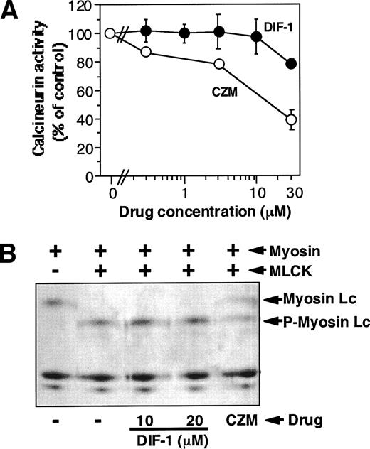 Fig. 6. Effect of differentiation-inducing factor-1 (DIF-1) on calcineurin and myosin light-chain kinase (MLCK). A, bovine calcineurin (CN) and calmodulin were incubated in an assay buffer with various concentrations of DIF-1 or calmidazolium (CZM) and assayed for CN activity. Values are the mean ± SD of three independent experiments (n = 3). B, chicken gizzard myosin, MLCK, and CaM were incubated in an assay buffer in the presence or absence of 10–20 μm DIF-1 or 10 μm CZM, and the samples were analyzed by urea-glycerol PAGE. Arrows, the positions of myosin light chain (Myosin Lc) and phosphorylated myosin light chain (P-Myosin Lc). A representative result of three independent experiments is shown.