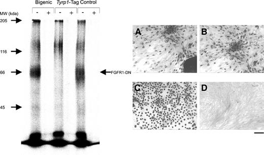 Fig. 3. Dominant-negative FGF receptor expression in tumor cells from tyrp1-Tag and bigenic mice. Left panel, binding and cross-linking of 125I-FGF-2 to FGF receptors were performed as indicated in “Materials and Methods.” From left to right: Lanes 1 and 2, bigenic tumor cells; Lanes 3 and 4, tyrp1-Tag tumor cells; Lanes 5 and 6, glioma C6 cells transfected with FGFR1-DN used as positive control. Lanes 1, 3, and 5 are total binding and Lanes 2, 4, and 6 are nonspecific binding (marked with +). MW, molecular weight. Right panel, expression of SV40T antigen in cultured cells. A, Tyrp1-Tag; B, bigenic; C, COS cells (positive control); D, F208 fibroblasts (negative control).