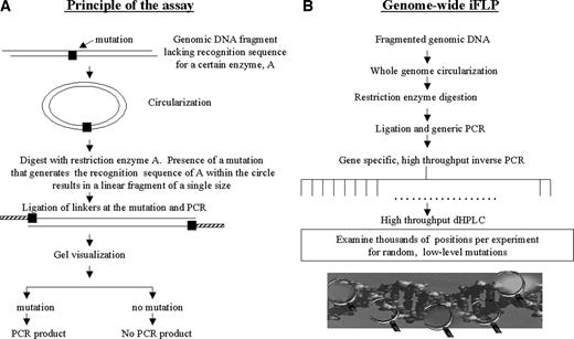 Fig. 1. Outline of the iFLP method. A, principle. B, high-throughput genome-wide iFLP.