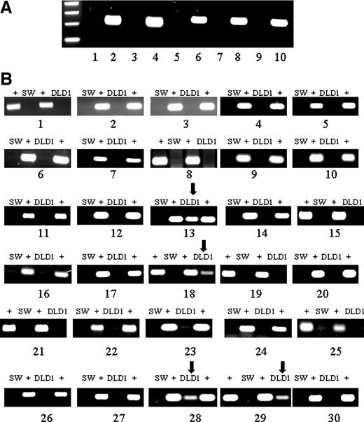 Fig. 3. Genome-wide iFLP screening of DLD-1 and SW-480 cells. A, single-tube procedure validation using an NlaIII-forming mutation in the p53 gene of SW-480 cells (Lanes 2, 4, 6, 8, and 10). HOS cells that are negative for this mutation are used as a negative control (Lanes 1, 3, 5, 7, and 9). Starting amounts of genomic DNA in the single-tube procedure were: Lanes 1 and 2, 200 ng; Lanes 3 and 4, 200 ng of “enriched” genomic DNA-see text; Lanes 5 and 6, 20 ng; Lanes 7 and 8, 5 ng; and Lanes 9 and 10, 1 ng. B, application of iFLP to test 30 genomic regions in DLD-1 and SW-480 cells for widespread, low-level mutations. Agarose electrophoresis bands include, for each region and cell line, a mutation-positive control (+) to verify successful inverse PCR. SW denotes SW-480 cells. The 30 regions examined by iFLP were selected from 10 oncogenes and tumor supressor genes. BRCA1 (gels 1–8), Rho7 (gels 9–10), BRCA2 (gels 11–13), ERBB2 (gels 14–15), OGG1 (gels 16–18), HELB (gels 19–20), KRAS2 (gels 21–22), MLH1 (gels 23–24), TDG (gel 25), and MSH2 (gels 26–30). Arrows indicate the regions in gels 13, 18, 28, and 29 identified to generate new restriction sites, which do not exist in the wild-type sequence. Gels 18 and 29 used TaqI as the mutation scanning enzyme, whereas gels 13 and 28 used HpyCH41V as the mutation scanning enzyme.