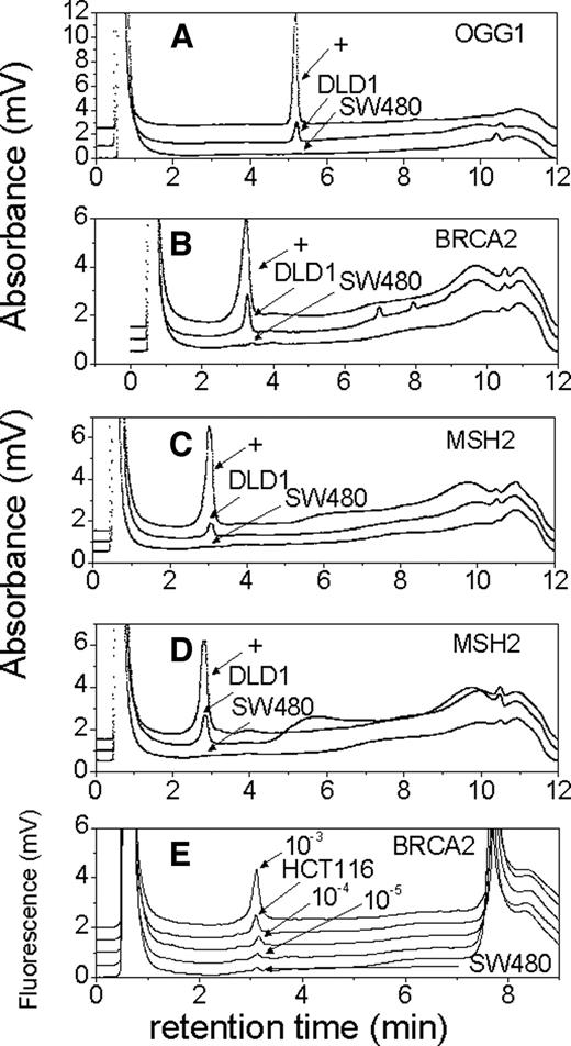 Fig. 4. High-throughput adaptation of genome-wide iFLP using the dHPLC autosampler and the scheme presented in Fig. 1<$REFLINK>B. Chromatograms from gene segments indicating mutations in DLD-1 cell line are depicted. Chromatograms A–D depict OGG1, BRCA2, MSH2 (region 1), and MSH2 (region 2), respectively. Mutation-positive controls (+) indicate the retention times expected if mutations are present. The mismatch repair-deficient DLD-1 cells demonstrate peaks that are absent from the mismatch repair-proficient SW-480 cells. Chromatogram E (high sensitivity, fluorescence mode) depicts profiles for a BRCA2 region of the mismatch repair-deficient cells HCT-116. Dilution of mutation-positive into -negative (SW-480) samples at MFs of 10−3, 10−4, and 10−5 were performed in parallel to estimate MF for the BRCA2 region of HCT-116 cells.