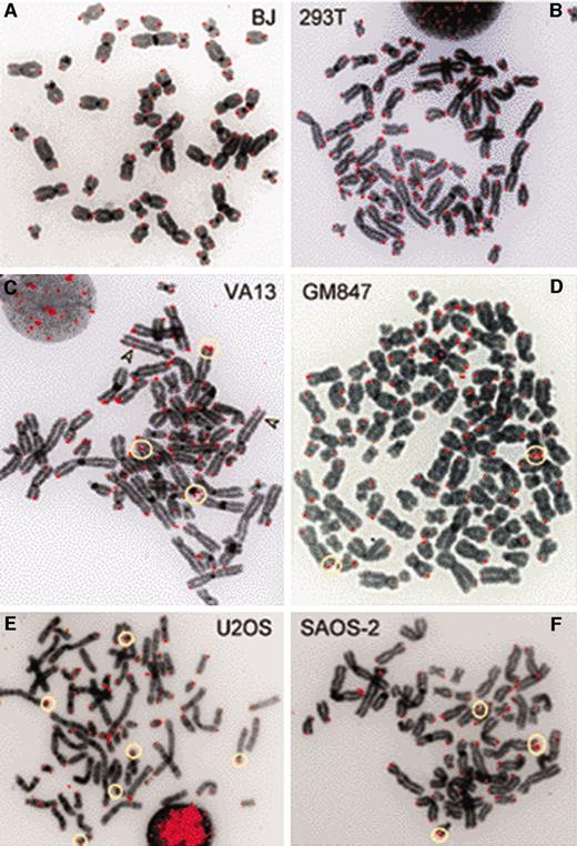 Fig. 1. Detection by chromosome orientation fluorescence in situ hybridization (CO-FISH) of chromosome extremities with double signals in ALT cells. CO-FISH analysis was performed after one round of DNA replication in the presence of BrdUrd. In primary BJ cells (A) and telomerase-positive 293T cells (B), only single signals are detected typically at chromosome extremities, although in very rare metaphases (not shown here), a double signal may be detected at one chromosome extremity (Table 1)<$REFLINK>. In contrast, CO-FISH frequently detects extremities bearing double signals (some of which are indicated by circles) in ALT-positive VA13 (C) and GM847 (D) cell lines. In C, arrowheads point to interstitial telomeric signals, probably the result of past nonhomologous end-joining events. Two telomerase-negative cell lines derived from human osteosarcomas, U-2 OS (E) and SAOS-2 (F), also have many CO-FISH-double signals (Table 1)<$REFLINK>.