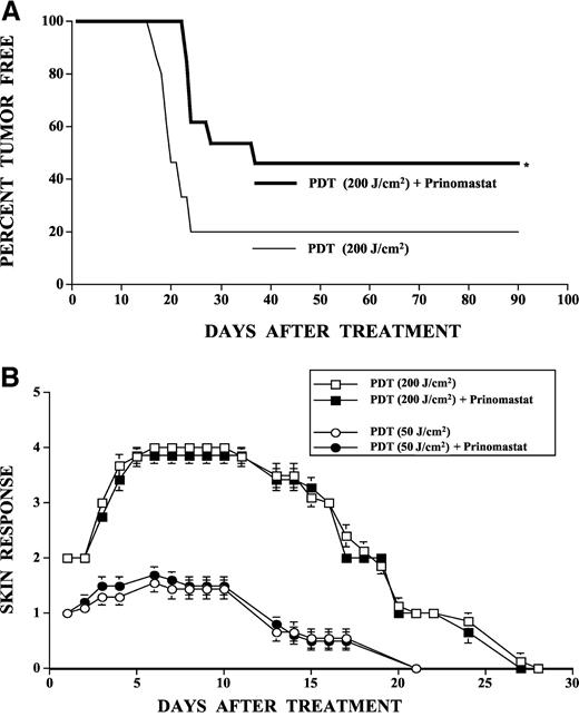 Fig. 4. Prinomastat enhances the tumoricidal action of photodynamic therapy (PDT) without affecting normal skin photosensitization. A, mice with transplanted BA tumors were treated with PDT when lesions reached 6–7 mm in diameter. Photofrin porfimer sodium (PH; 5 mg/kg) was administered by i.v. injection; and 24 h later, tumors were treated with a 200-J/cm2 dose of 630 nm light. One group of mice received PDT alone (n = 15), and one group received PDT plus Prinomastat delivered by gastric gavage at the dose of 100 mg/kg twice a day for 20 days (n = 13). ∗, statistically significant difference (P = 0.019) in percentage of disease-free animals between PDT alone (20%) versus PDT + Prinomastat (46%). B, skin photosensitization in albino Swiss Webster mice treated with PDT alone at a dose of 200 J/cm2 (□) or 50 J/cm2 (○) or treated with PDT + Prinomastat at a dose of 200 J/cm2 (▪) or 50 J/cm2 (•). Prinomastat was administrated using the same regimen described above. A 1-cm-diameter treatment area of the hind right limb was treated and then assayed for, first, the appearance and plateau (0, normal; 1, slight swelling; 2, marked edema; 3, erythema; 4, moist desquamation), and then the disappearance (3, dry desquamation; 2, epilation; 1, papery skin; 0, normal) of phototoxicity. Values are the means ± SE for 6–10 mice/group.