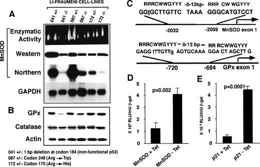 Fig. 1. Manganese superoxide dismutase (MnSOD) mRNA, protein expression, enzymatic activity, and glutathione peroxidase 1 (GPx) and catalase protein expression in Li-Fraumeni syndrome fibroblasts containing either wild-type, mutant, or nonfunctional p53 (A and B). Human MnSOD and GPx promoters contain sequences that correspond to the consensus p53-binding sequence 5′-RRRCWWGYYY-3′ (r = purine, Y = pyrimidine, and W = A/T). These consensus p53 binding sites are present −2009 to −2032 bp upstream of the transcription start site in MnSOD (GTGCTTGTTC-4 bp-GGGCATGTCC) and −694 to −720 bp in GPx (AGGTTTGTTG-8 bp-GGACTAGCTT) promoters (C). MnSOD (D) and p21 (E) promoter-driven reporter gene expression. TR9-7 cells grown with and without tetracycline were cotransfected with either pMnSOD-Luc or p21-Luc and the control plasmid pCMV-β-galactosidase. After 48 h of posttransfection, cell extracts were prepared for the measurement of luciferase and β-galactosidase activity.