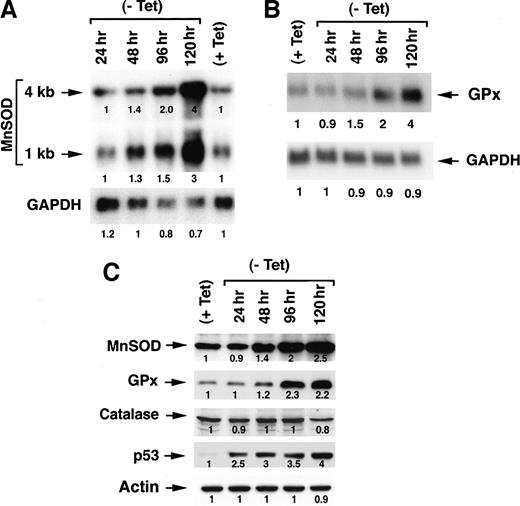 Fig. 2. Manganese superoxide dismutase (MnSOD) and glutathione peroxidase 1 (GPx) mRNA (A and B) and MnSOD, GPx, catalase, and p53 protein (C) expression in TR9-7 cells. Numbers below the bands indicate densitometry values as a ratio relative to control values.