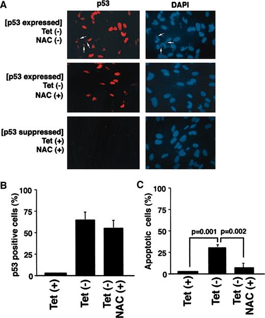 Fig. 3. p53 and 4′,6-diamidino-2-phenylindole (DAPI) staining of TR9-7 cells (A). Cells that were grown in the absence of tetracycline showed positive p53 immunostaining and apoptotic nuclei when compared with the control cells grown in the presence of tetracycline. The addition of N-acetyl cysteine (NAC), an antioxidant, in the culture medium of cells expressing p53, decreased the number of p53-positive apoptotic cells. Quantitation is presented as the percentage of p53-expressing cells (B) and the percentage of apoptotic cells (C) for 600 cells counted.