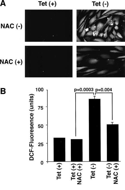 Fig. 4. The production of ROS was determined by dichlorofluorescin (DCF) fluorescence. DCF fluorescence was measured with a confocal microscope equipped with a laser at an excitation wavelength of 488 nm and emission wavelength of 525 nm (A). DCF fluorescence was quantified with the “NIH Image Analysis” software. B shows the mean of fluorescence of 50–100 cells.