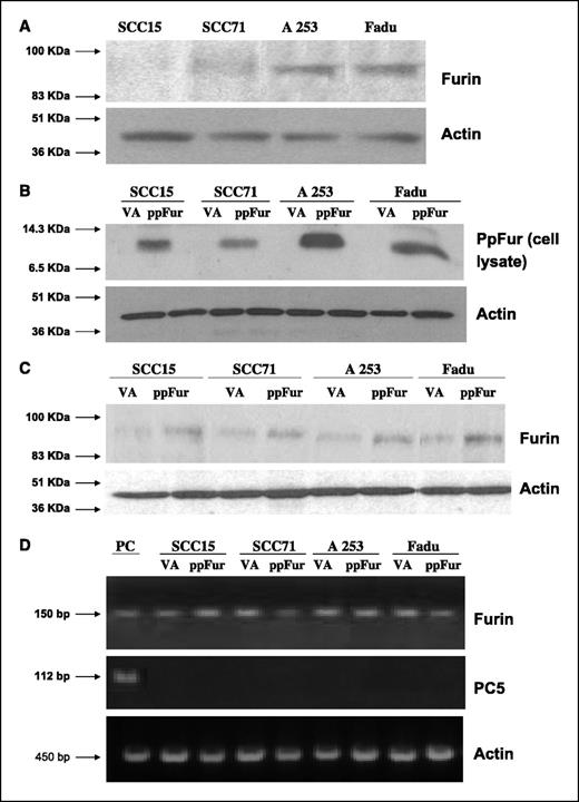 Figure 1. A, Western blot analysis of endogenous furin in HNSCC cell lines. Cell lysates containing 50 μg total protein were loaded onto an 8% SDS-PAGE. The most aggressive cell lines (A253 and Fadu) show the highest levels of furin protein expression. Conversely, the least aggressive cell line (SCC15) exhibited the lowest furin expression. B, Western blot of ppFur expression in stably transfected HNSCC cell lines. The VA-transfected cells are negative and all ppFur-transfected cells show intense expression of the ppFur peptide. C, Western blot analysis of furin in VA- and ppFur-transfected HNSCC cell lines. Cell lysates containing 50 μg total protein were loaded onto an 8% SDS-PAGE. D, RT-PCR expression analysis of furin and PC5 in HNSCC cell lines. Total RNA was extracted from the indicated tumor cells and RT-PCR analysis was done using furin-, PC5A/B-, and actin control–specific primers. PC, positive control.