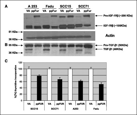 Figure 2. A, Western blot analysis of IGF-1R processing. Fifty micrograms total cell lysates were analyzed. Although these cells expressed elevated levels of IGF-1R, almost all of the receptor was cleaved in the control (VA-transfected) cells. However, after transfection of ppFur, cells exhibited a decreased ability to process IGF-1R. B, Western analysis of ppFur transfectants shows that the processing of the pro-form of TGF-β1 is inhibited by the furin inhibitor. Note that the processed form is not seen in those transfectants. Conversely, VA-transfected cells could process the zymogen to the mature form of the growth factor. C, [3H]thymidine incorporation assay. Growth arrested cells (50,000/well) were incubated with serum for 24 hours, and in the last 2 hours 1 μCi [3H]methylthymidine per well was added. Measurements of [3H]thymidine incorporation indicated that after ppFur transfection, a decrease in the proliferation rate (20-30%) was achieved, in agreement with the decrease of simultaneous IGF-1Rβ processing observed. Columns, mean of three independent experiments done in duplicate; bars, SE.