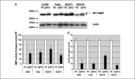 Figure 4. A, Western blot showing the inhibition of MT1-MMP processing by furin inhibitor ppFur. Note that in the VA-transfected cells, the pro-form of the metalloproteinase is processed to the active form. The band corresponding to the pro-form (63 kDa, full arrow) was seen only in the ppFur-transfected cells. B, type IV collagenase (gelatinase) activity. Histogram of the MMP (type IV gelatinase) activity done using supernatant fluid from ppFur transfectants and their VA-transfected cells counterparts. Columns, percentage of their respective VA transfectant. C, histogram of the in vitro invasion assays done with ppFur transfectants and their VA-transfected cells counterparts. Columns, percentage of their respective VA transfectant. A total of 18 filters (three per transfected cell line) were counted (an average of ∼1,000-1,200 cells per transfected cell). Overall, the ppFur-transfected cells exhibited a 50% decrease in invasive ability (P < 0.05) in all cell lines.