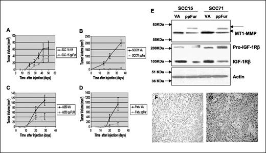 Figure 5. S.c. tumorigenicity of transfected cells after inoculation in the dorsal s.c. tissue of SCID mice (A-D). PpFur induced inhibition of s.c. growth. SCC71 cells showed the most striking difference in growth pattern. The latency time to tumor detection was longer for ppFur-transfected cells. When compared with the VA-transfected counterparts, the smallest difference in tumor volume was observed in SCC15 ppFur-transfected cells. Points, mean of measurements done on five tumors per cell line; bars, SE. E, Western blot analysis of IGF-1R and MT1-MMP in tumors that grew after s.c. injection of VA- and ppFur-transfected cells in SCID mice. Note the inhibition in the proprotein processing in the ppFur-expressing tumors. Tumors were harvested from mice s.c. injected with VA-transfected (F) and ppFur-transfected (G) SCC71 cell line. Immunohistochemistry was done to reveal ppFur presence. Note the strong intensity staining in the tumors derived from the ppFur-transfected cells.