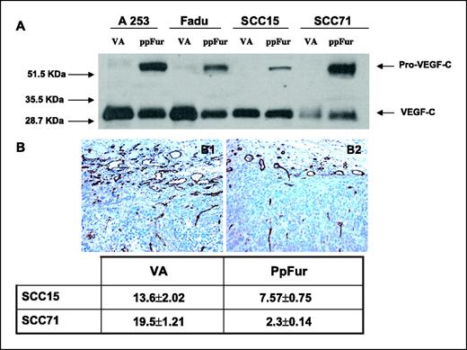 Figure 6. A, Western analysis of VEGF-C processing. PpFur-transfected cells show the pro-form and the processed form of VEGF-C, whereas the VA-transfected cells only express the processed form (lower band, 29 kDa). B, vascular staining pattern. Immunohistochemical analysis of CD31 staining. CD31 immunohistochemical analysis of representative VA-transfected cell line–derived tumor (B1) and ppFur-transfected cell line–derived tumor (B2) at the end of the experiment. CD31 immunohistochemistry with hematoxylin counterstain (×60). Quantitative data: The number of vessels (MVD is expressed in vessels per 1,000 μm2) was counted in five different fields per tumor. Data are presented as mean ± SD. A statistically significant decrease of MVD in tumors derived from ppFur-transfected cells was observed (P < 0.01).